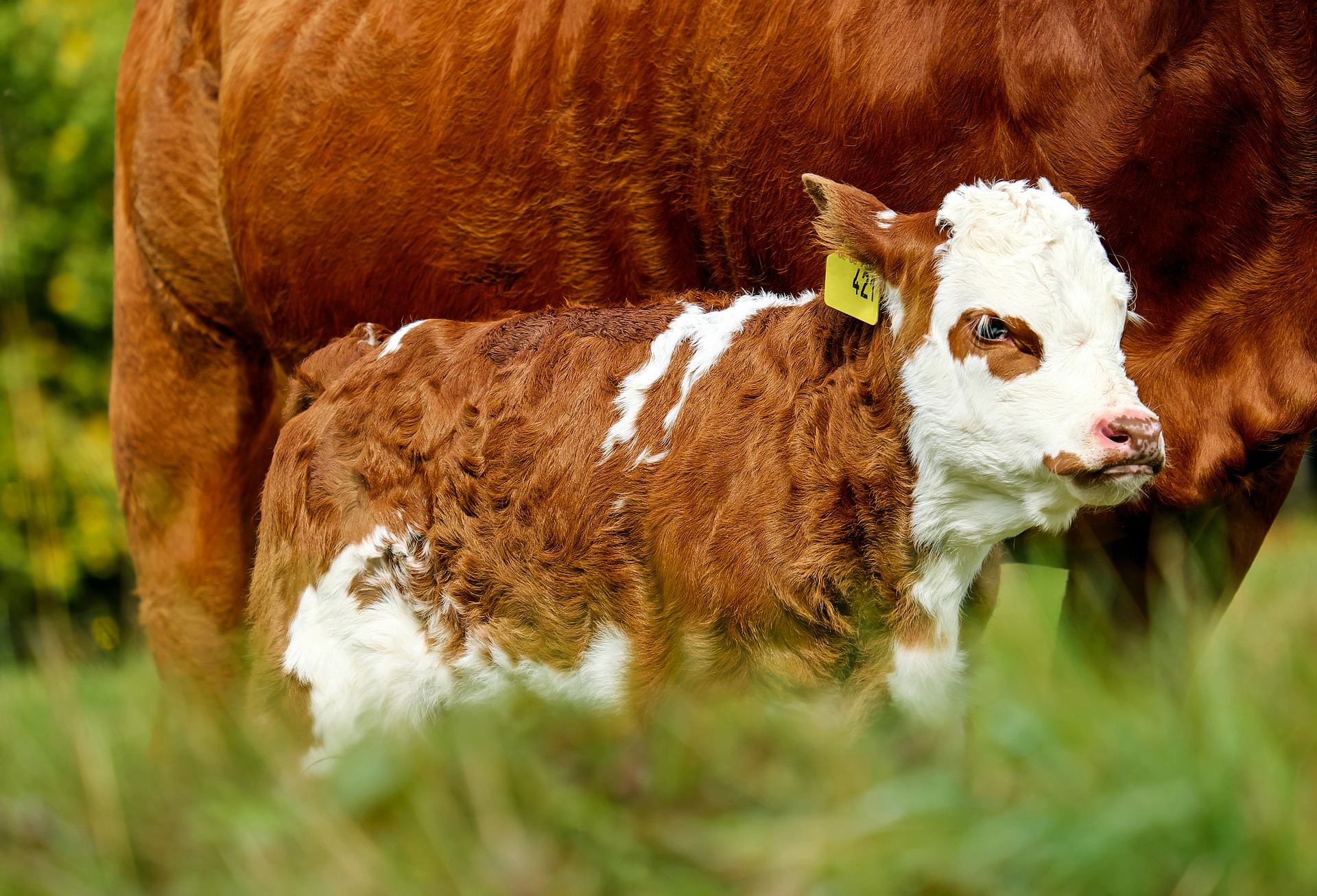 calf-2840961_1920